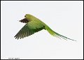 _9SB9751 rose-ringed parakeet